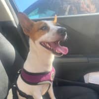 Photo of Daisy   3 Year Old Jack Russell Terrier