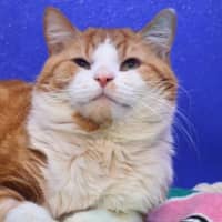 Photo of Mr Sleepy Pumpkin