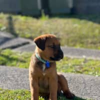 Photo of Rogue   8 Week Old Staffy X