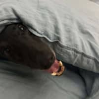 Photo of Chelsea, The Greyhound