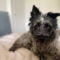 Photo of Truffles O’cleary