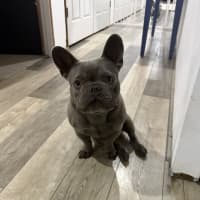 Photo of Theo   4 Year Old French Bulldog