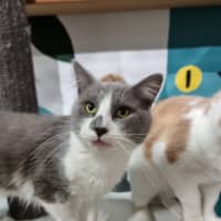 Photo of Gravy 