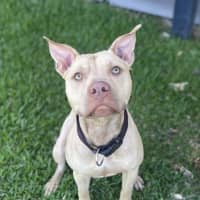 Photo of Rusty