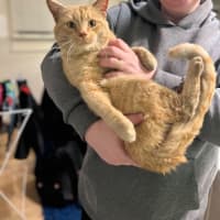 Photo of Sponge Cake