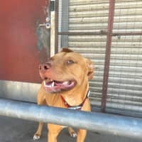 Photo of Shia Labeouf