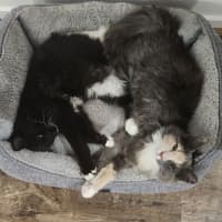 Photo of Cassie (And Smoky)