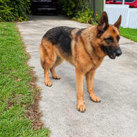Photo of Bear