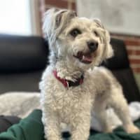 Photo of Sunny