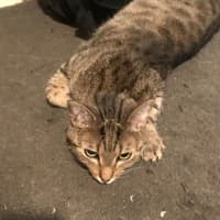 Photo of Bunny And Max (Bonded Pair)