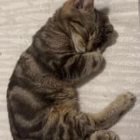 Photo of Cosmo & Teddy!