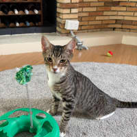 Photo of Pebbles