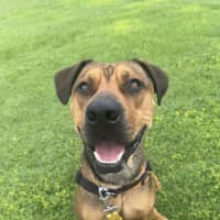 Photo of Rosco