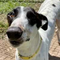 Photo of Ray (Prev. Ramone)