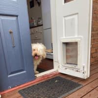 Photo of Tinkerbell Kumara