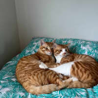 Photo of Whiskey And Simba