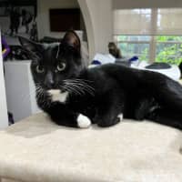 Photo of Oreo *9 Lives Project Rescue*