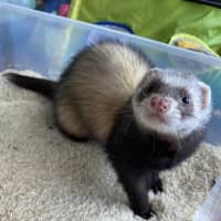 Photo of Sid & Digby