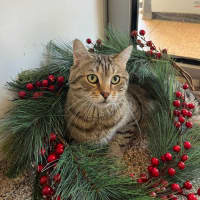 Photo of Freddy Meowcury