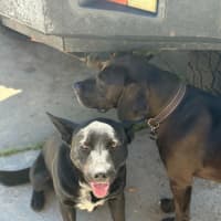 Photo of Bear   14 Month Old Labrador X