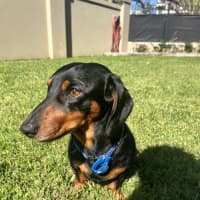 Photo of Albie