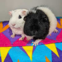 Photo of Snowflake & Oreo