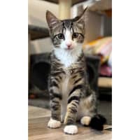 Photo of 11837   Marbles