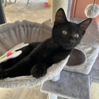 Photo of Salem