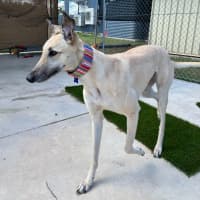 Photo of Luna The Greyhound