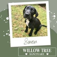 Photo of Simon