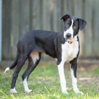 Photo of Prancer