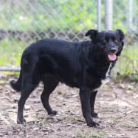Photo of Koda