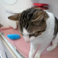 Photo of Pirate