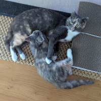 Photo of Momo (Was Ginny)