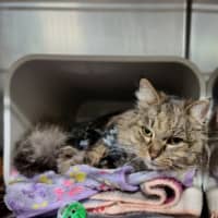 Photo of Kit