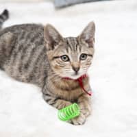 Photo of Almond