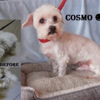Photo of Cosmo