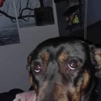 Photo of Nova