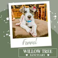 Photo of Fennel