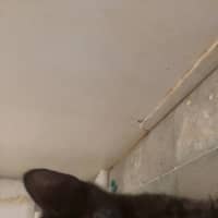 Photo of Chilli Bean