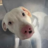 Photo of Casper   11 Month Old Staffy X