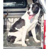 Photo of Loki