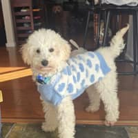 Photo of Archie   10 Month Old Spoodle