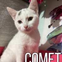 Photo of Comet
