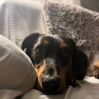 Photo of Slinky   1.5 Year Old Dachshund X Aus Shepherd