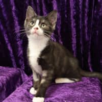 Photo of Sweet Pea