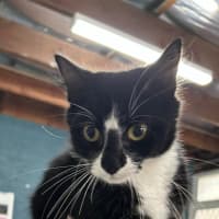 Photo of Snitzel 
