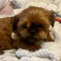 Photo of Moo(moo Moo)