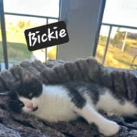 Photo of Bikkie