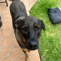 Photo of Bear